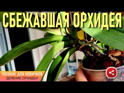 Видео: СБЕЖАВШАЯ ИЗ ГОРШКА ОРХИДЕЯ! ПОСОБИЕ ДЛЯ НОВИЧКОВ ПО ДЕЛЕНИЮ (ОМОЛОЖЕНИЮ) СТАРОЙ И БОЛЬНОЙ ОРХИДЕИ!