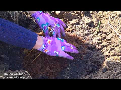 Видео: ЛУЧШИЙ СПОСОБ ПОСАДКИ КЛЕМАТИСА!!!