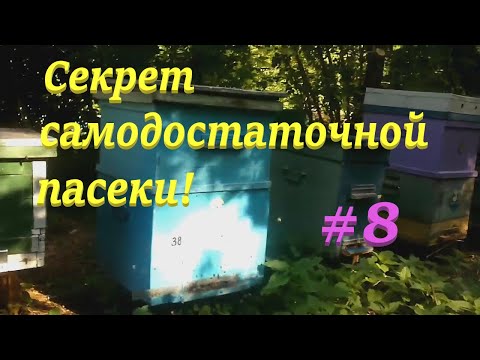 Видео: ✅ Новое место под пасеку! Часть 8. Секрет самодостаточной пасеки! #пчеловодство1