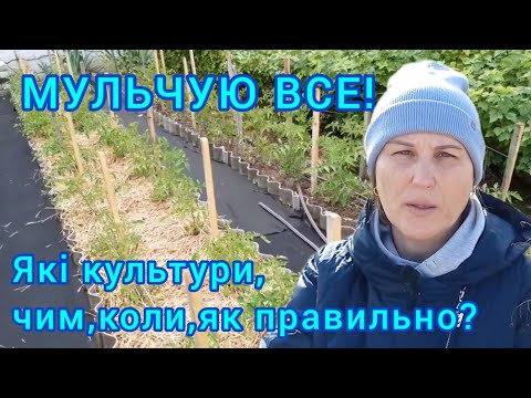 Видео: МУЛЬЧУВАННЯ!Найкраще оздоровлення і підживлення ґрунта#мульчуваннягороду#користьмульчі#мульчирование