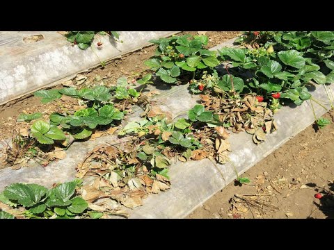 Видео: ФУЗАРИОЗНОЕ УВЯДАНИЕ  КЛУБНИКИ . СИМПТОМЫ  И БОРЬБА  С ФУЗАРИОЗОМ  КЛУБНИКИ