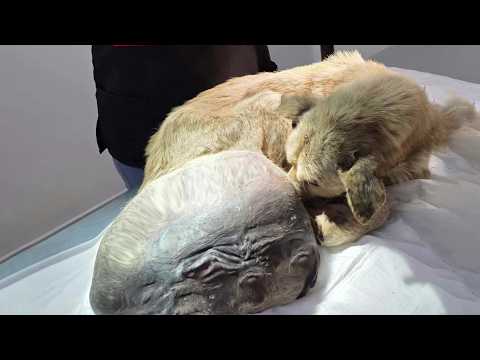 Видео: Из-за огромной опухоли весом в 10 фунтов и голодания он терпел бесконечную боль и никто ему не помог