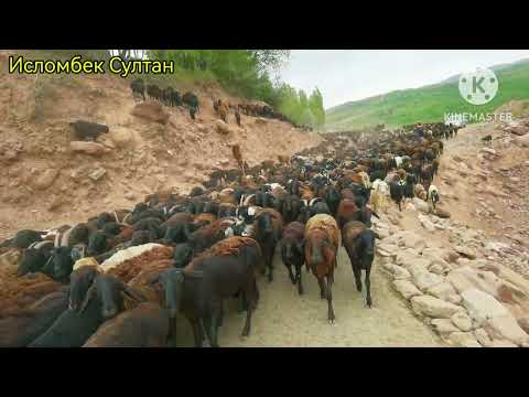 Видео: 7-Қисим Файзобод Гусфандора ай Каралин Гузарондем 2023 г.