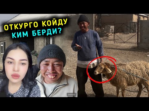 Видео: Откурбекке койду ким берди? Уйду бутуруп Айканы алып келиш керек дейт