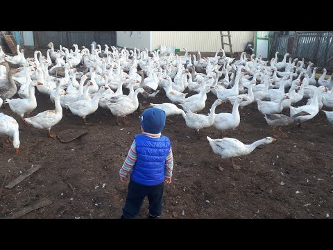 Видео: Как и сколько я заработал на выращивании гусей. 500 голов