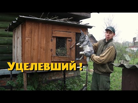 Видео: Сколько кроликов уцелело у нас после эпидемии?