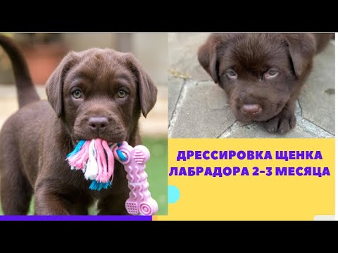 Видео: дрессировка щенка лабрадора 2 -3 месяца. как правильно дрессировать щенка лабрадора