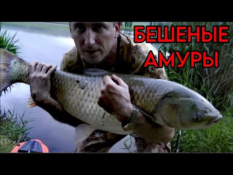 Видео: Ночь БЕШЕНЫХ АМУРОВ. Клюют только на ЭТО #рыбалка #белыйамур #карп #карась #сазан #карпфишинг