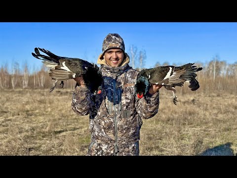 Видео: Весенняя охота на тетеревином току | Вся красота весеннего тока!