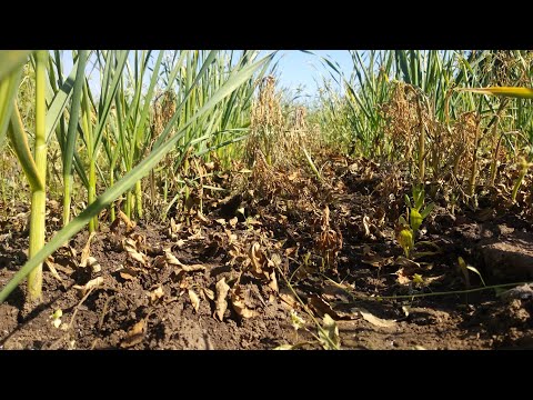 Видео: Які гербіциди використовую. Та як я спалив часник.