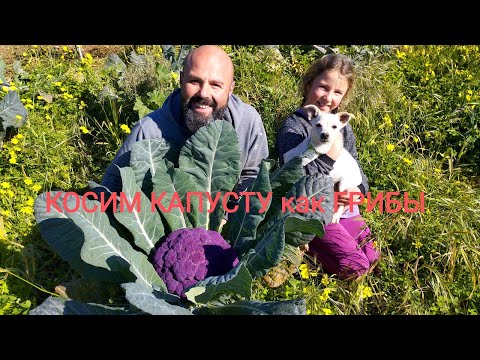 Видео: 60. Жизнь на ЗЕМЛЕ. Январский урожай.  Огромный осьминог на день рождения.