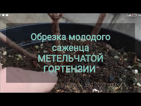 Видео: Как начать формировать куст МЕТЕЛЬЧАТОЙ ГОРТЕНЗИИ 🌿🌿🌿