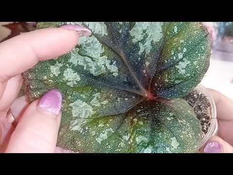 Видео: Бегония - любовь моя. 20 серия.