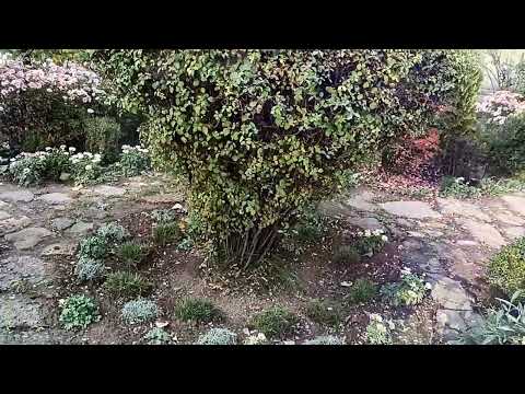 Видео: 31 октября 2025 г.