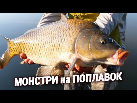 Видео: Ловля КОРОПА на ПОПЛАВОК. Монстри клюють під ногами!