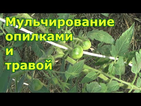 Видео: Как мульчировать грядки опилками и травой, чтобы была польза, а не вред для растений.