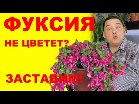 Видео: Фуксия не цветет? Заставим! [Это работает!]