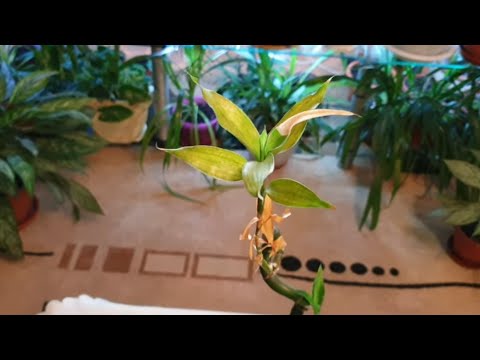 Видео: Бамбук Счастья. Драцена Сандера. Результаты укоренения в воде.