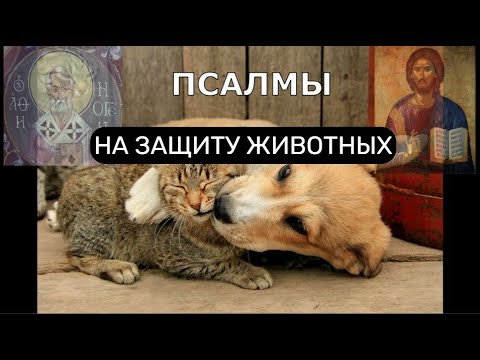 Видео: НА ЗАЩИТУ ЖИВОТНЫХ. ПСАЛМЫ