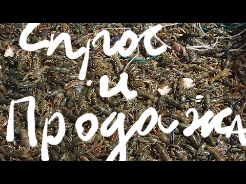 Видео: Передержка раков зимой. Часть 2. Продажа в новогодние праздники