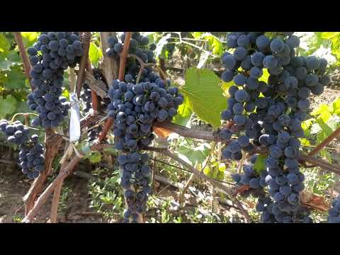 Видео: Фронтиньяк - винный экологически чистый сорт США