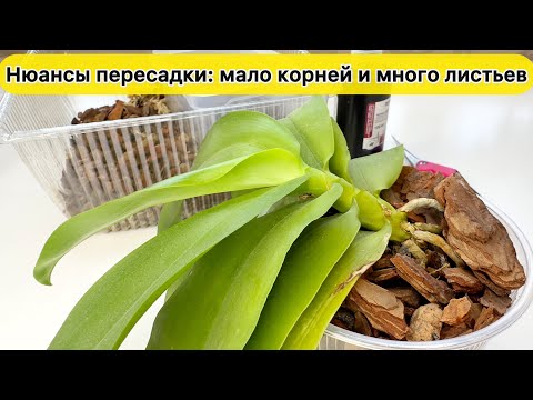 Видео: Нюансы посадки орхидеи с маленькими корнями и длинными листьями