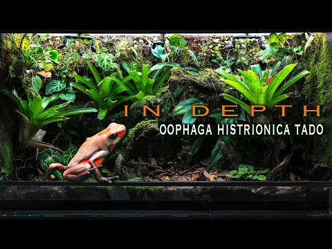Видео: ПОДРОБНЕЕ Oophaga histrionica Tado