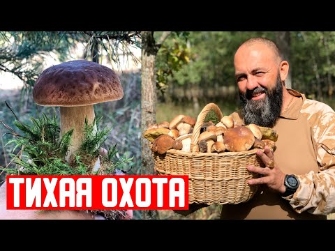 Видео: Тихая ОХОТА БЕЛЫЙ ГРИБ 24 часа в ЛЕСУ еда в походе  сбор грибов