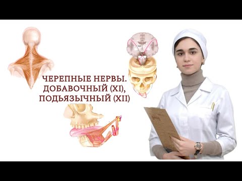 Видео: Черепные нервы. Добавочный (XI), подъязычный (XII). Клиника поражения возвратного гортанного нерва.