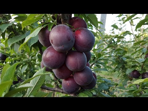 Видео: Алыча Генерал 21.07.2018