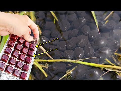 Видео: Удивительная реакция маленьких жаб, увидевших мотыля