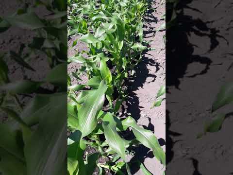 Видео: Как правильно пасынковать кукурузу