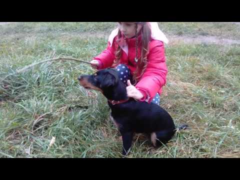 Видео: Воспитание щенка. Чем кормить собаку