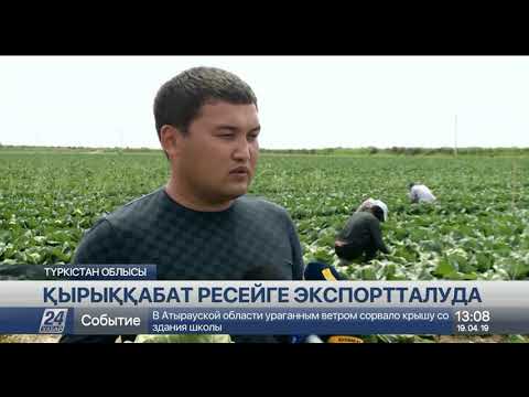 Видео: Жетісайлық қырыққабаттар Ресейге экспортталып жатыр