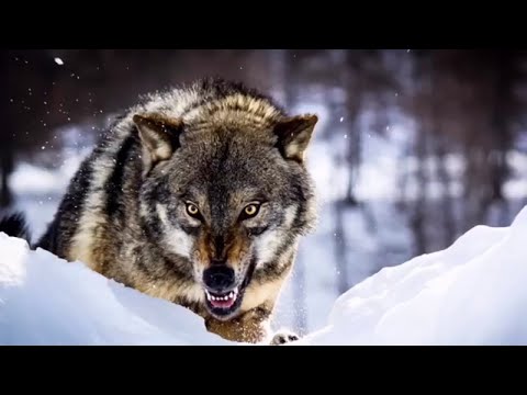 Видео: 🐺ВОЛЧЬЯ верность! Волки не забывают добро! Случай в тайге