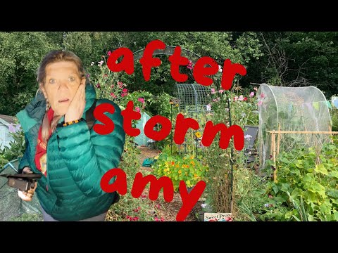 Видео: какой ущерб нанес шторм садовому участку?