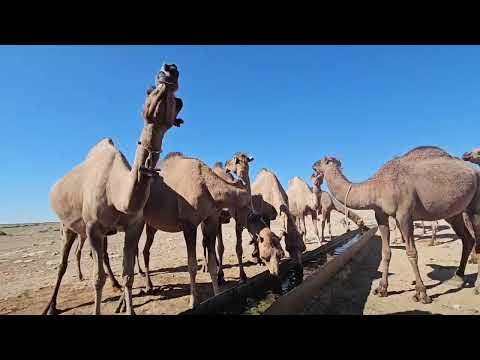 Видео: Малдың суға келуі, өріс жайлы