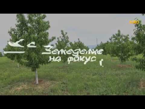 Видео: Земеделие на фокус: Един вдъхновяващ овощар от Кюстендилско, автор Анета Божидарова
