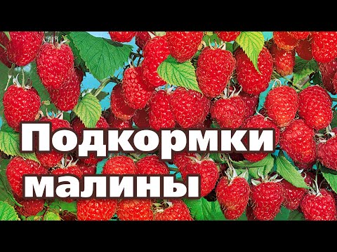 Видео: МАЛИНЫ БУДЕТ МОРЕ, ЕСЛИ ПОДКОРМИТЕ ПО ЭТОЙ СХЕМЕ