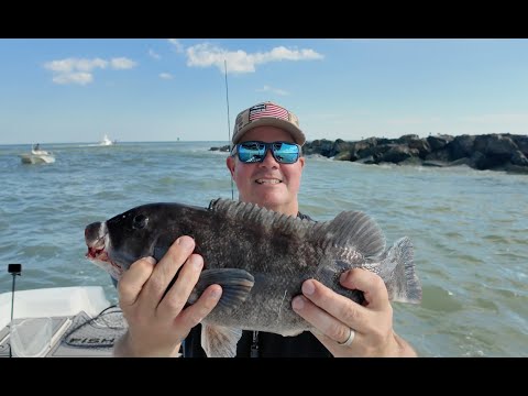 Видео: Использование зелёных крабов для ловли прибрежного тоутога — чёрная рыба на скалах и бонусные дей...