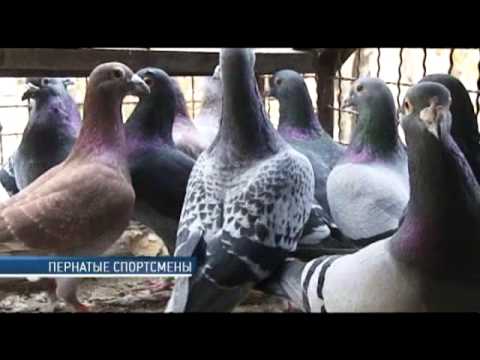 Видео: Почтовые голуби — надёжное средство связи