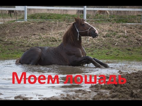 Видео: Тюнинг коня. Как помыть лошадь без водопровода.