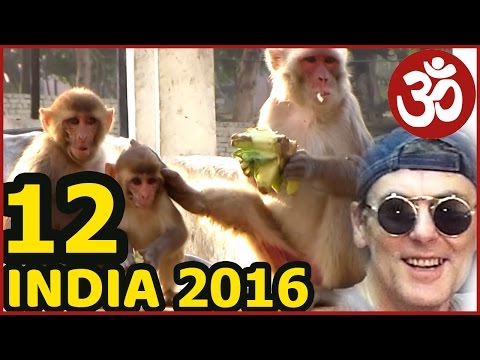 Видео: INDIA 12. Vrindavan Walk around Туман и Мгла. Индийская кухня