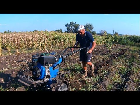 Видео: копаем картофель мотоблоком 2025.