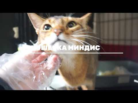 Видео: МИНДИС