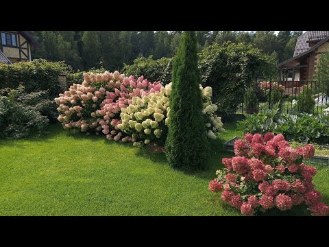 Видео: Живая изгородь из гортензий. Часть 1. Как обрезать Лаймлайт