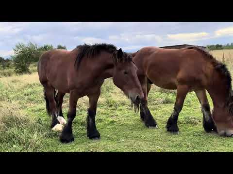 Видео: Великий Вибір Лошат на Продажу