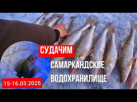 Видео: ДОБРОТНЫЕ СУДАКИ 15-16 марта 2025г!!! САМАРКАНДСКОЕ ВОДОХРАНИЛИЩЕ!!!