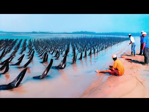 Видео: Они Сбросили Сотни Выдр в Умирающее Море Без Рыбы, Спустя Время Все Удивились