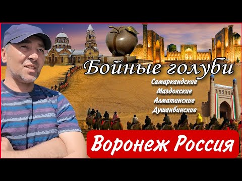 Видео: В ГОСТЯХ У ЮРЫ. САМАРКАНДСКИЕ, МОЗДОКСКИЕ, АЛМАТИНСКИЕ, ТАДЖИКСКИЕ ГОЛУБИ. ПОДНЯЛИ ГОЛУБЕЙ В НЕБО.